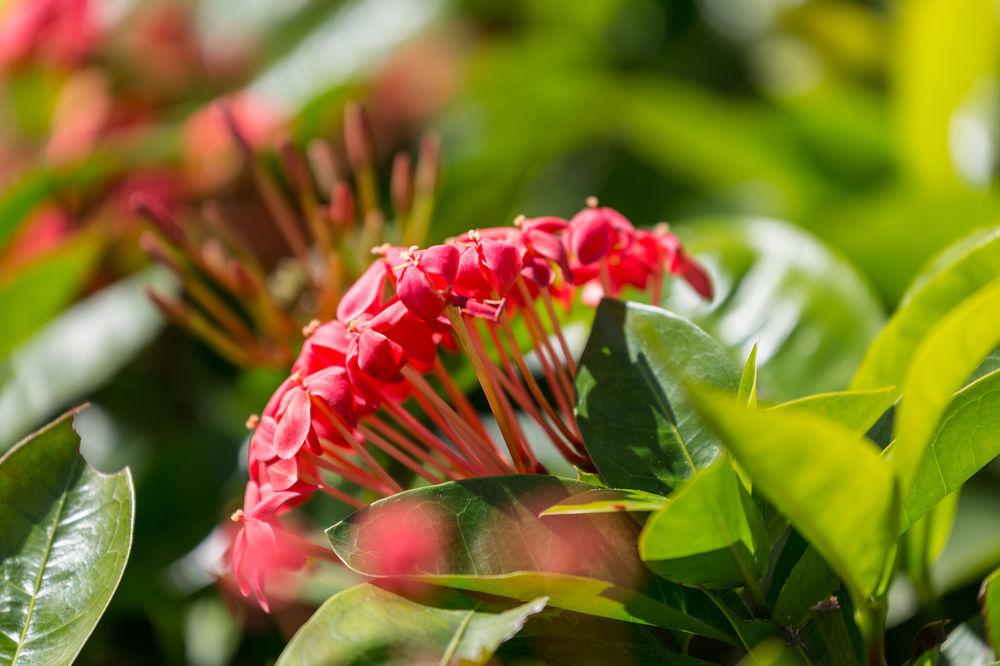 Courtyard By Marriott Waikiki Beach Honolulu Dış mekan fotoğraf